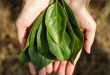 柿茶本舗 公式オンラインショップ 柿の葉茶 専門店